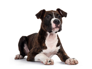Young brindle with white American Staffordshire Terrier dog, laying down side ways, looking beside camera with focussed dark eyes. Isolated on white background.