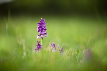 Orchis morio. Nature of the Czech Republic. Czech orchids. Free nature. Beautiful picture. Plant. Sunrise. Sunset.