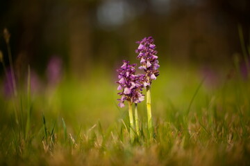 Orchis morio. Nature of the Czech Republic. Czech orchids. Free nature. Beautiful picture. Plant. Sunrise. Sunset.