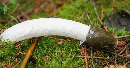Nahaufnahme einer Morchel im Wald. Die Morcheln sind Schlauchpilze
