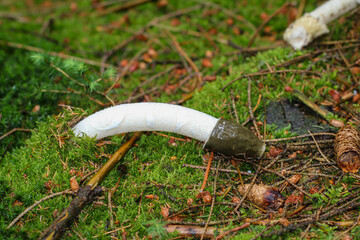 Nahaufnahme einer Morchel im Wald. Die Morcheln sind Schlauchpilze
