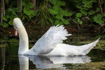 Ein Portrait eines schönen weißen Höckerschwan im Wasser.