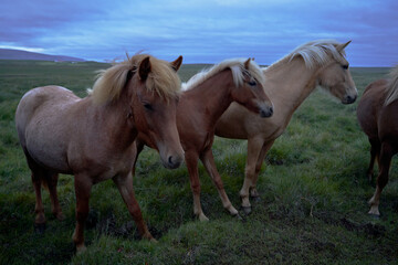 Icelandic wild horses with nice big manes in the north west of the island of iceland