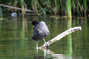 Aufnahme eines Blässhuhn im Teich. Blässhühner gehören zu den Teichrallen.
