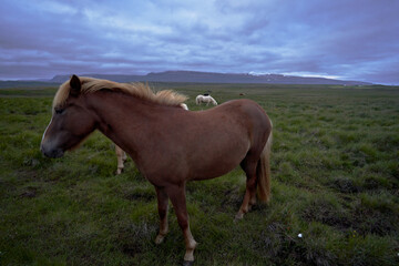 Obraz premium Icelandic wild horses with nice large manes at night in the northwest of the island of iceland