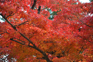 Many red maple leaves