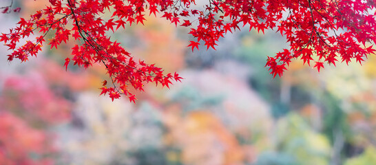 red maple leaves in the garden with copy space for text, natural colorful background for Autumn season and vibrant falling foliage concept