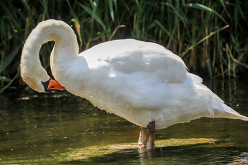 Ein Portrait eines schönen weißen Höckerschwan im Wasser.