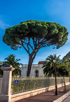 France, Gironde, Arcachon Bay, Ville d'Hiver district, villa and stone pine (umbrella pine)