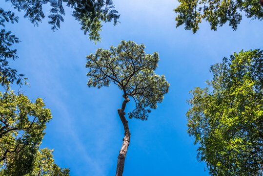 France, Gironde, Arcachon Bay, Ville d'Hiver district, pine