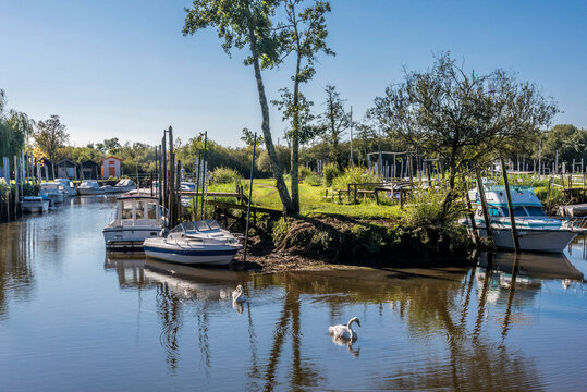 France, Gironde, Arcachon Bay, river port of Biganos on the Leyre river, mute swans