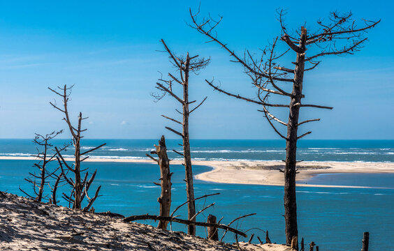 France, Gironde, Bassin d'Arcachon, Dune of Pilat, pines of the coastal dune destroyed by the sea wind and Arguin shoal in the background