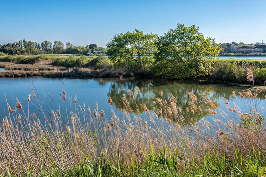 France, Gironde, Arcchon Bay, salt marshes of the Teste at Port du Rocher