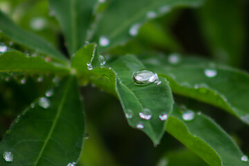 water drops on a leaf