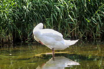 Ein Portrait eines schönen weißen Höckerschwan im Wasser.