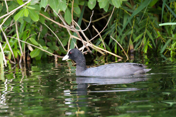 Aufnahme eines Blässhuhn im Teich. Blässhühner gehören zu den Teichrallen.
