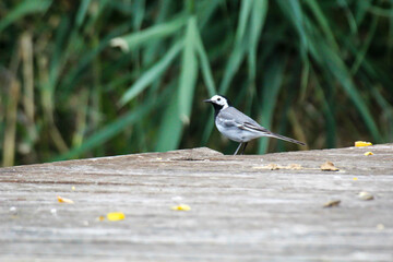 Portrait einer Bachstelze auf einem Bootssteg an einem See.
