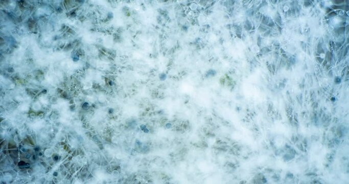 Mold Zygomycota growth time lapse on bread, super macro shooting, concept of the beginning of life, scientific and educational content 4k