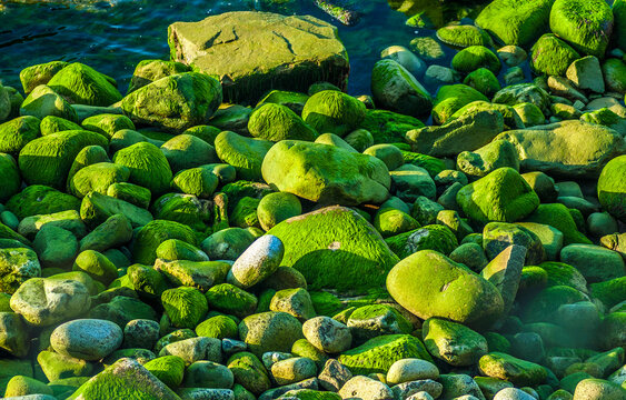 France, Brittany, Douamenez, Finistere, stones covered with green algae at low tide on a beach