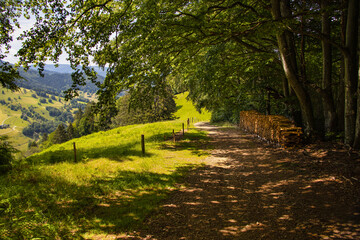 Schwarzwald_Wanderpfad_3455