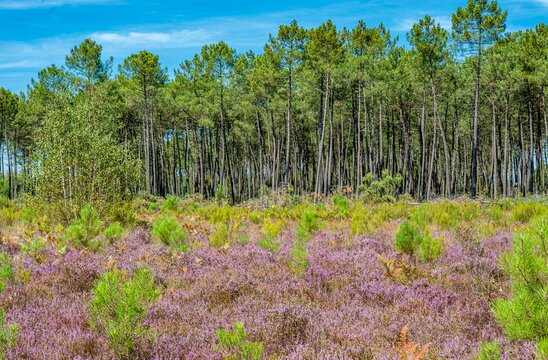 France, Gironde, Haute-Lande girondine, Hostens, heather callune in bloom, pines and ferns at the end of summer in the sensitive natural site of the G
