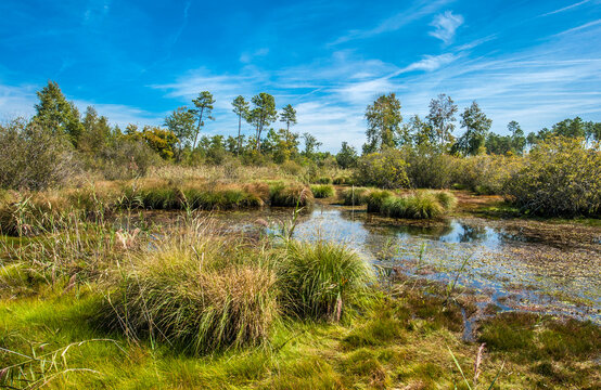 France, Gironde, Haute-Lande girondine, Hostens, lagoon edged with acuatic warbler, molinias and mariscus in the natural and sensitive site of the lag