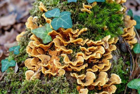 France, Gironde, Haute-Lande girondine, epyphytes over an oak trunk