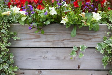 Fototapeta na wymiar Assorted colourful summer flowers with copy space on wood below