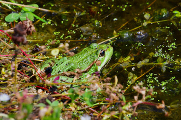 one green frog sitting in water waiting