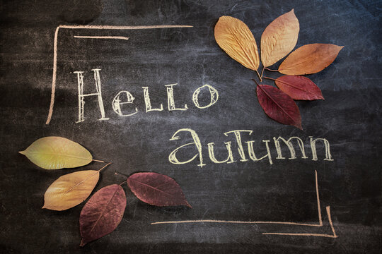 Hello autumn greeting text on chalkboard. Dark wooden school Board background with colorful maple leaves. Top view