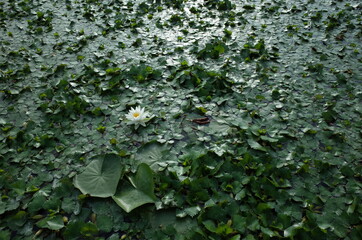 White Flower of Water Lily in Full Bloom
