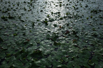 White Flower of Water Lily in Full Bloom
