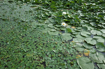 White Flower of Water Lily in Full Bloom
