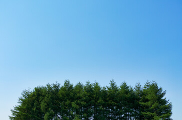 Obraz premium 木 空 素材