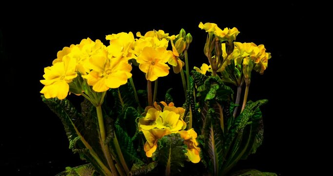 Yellow primrose flowers on a black background, time lapse, 4k