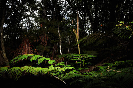 Fairy ferns in the fantasy deep life of the Knysna Forest, Western Cape, South Africa