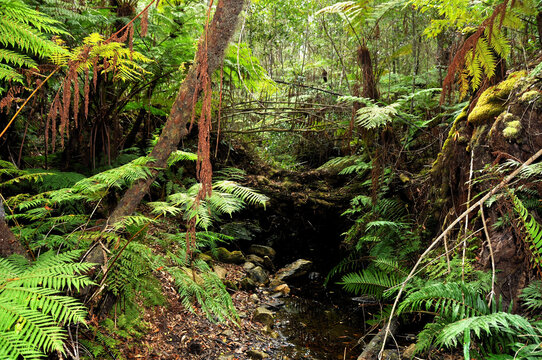 A fantasy world of ferns and fairy tales in the Knysna forest, South Africa