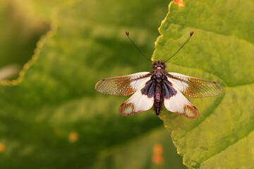 Owl fly on plant / Ascalaphus libelluloides