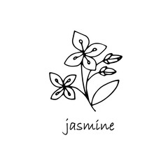 Jasmine plant sketch. Hand drawn ink art design object isolated stock vector illustration for web, for print, for herbal tea product design, for packing design medicinal plants