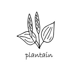 Plantain plant sketch. Hand drawn ink art design object isolated stock vector illustration for web, for print, for packing design medicinal plants