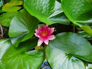 pink water lily