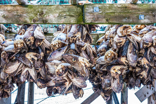 Norway, Tromso County, Senja Island, Fjordgard, Husoy Harbour, cod head drying