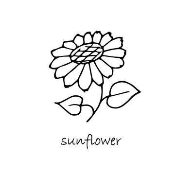 Sunflower plant sketch. Hand drawn ink art design object isolated stock vector illustration for web, for print, for sunflower oil packing design