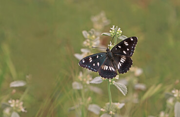 Mediterranean Honeysuckle Butterfly with wings spread on plant / Limenitis reducta