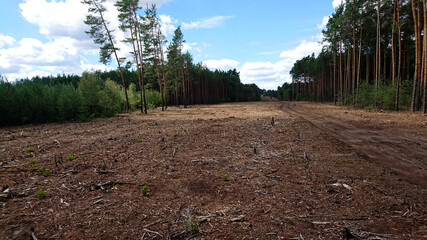 Wylesianie - teren po wycince lasu. © WalDec