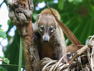 Coati