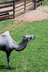 Camello disfrutando un dia soleado y comiendo  hierba