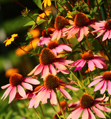 sonnenhut   Echinacea
