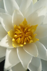 White Flower Center of Water Lily in Full Bloom
