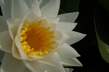 White Flower Center of Water Lily in Full Bloom
